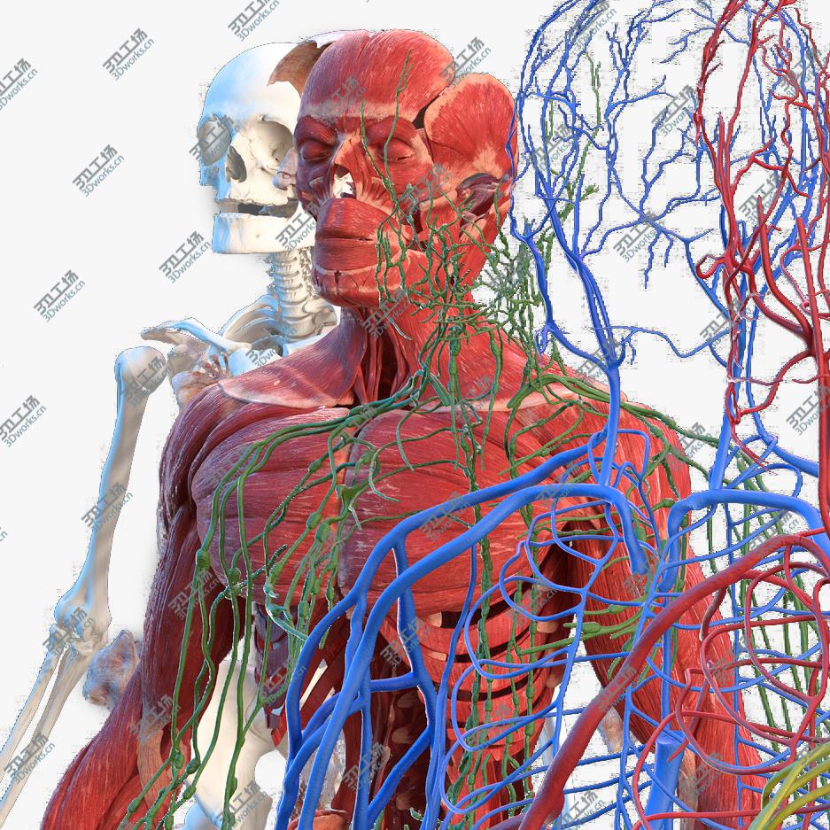 images/goods_img/202104094/Male Full Body Anatomy 3D model/1.jpg
